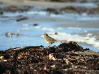 Bird-on-seaweed,-Fanad,-Co-Donegal-IMG_7252F