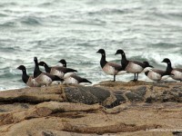 Brent-Geese-in-Fanad,-Co.-Donegal-IMG_2651F