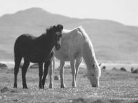 Conemara-Ponies,-Fanad,-Co-Donegal-(Black-&-White)IMG_1348