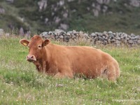 Cow-in-meadow,-Donegal-IMG_5331F