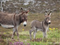Donkeys-on-Murrin-Hill-Fanad-IMG_6254F
