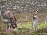 Donkeys-on-Murrin-Hill,-Fanad-IMG_6256F