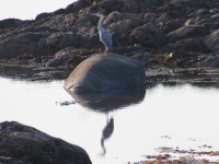 Heron-on-rocks,-Inishowen,-Co-Donegal-IMG_0439crp2F