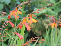 Montbretia-growing-in-Donegal-hedgerows-IMG_5836F