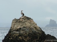 On-the-lookout!-Fanad-Head,-Co-Donegal-IMG_6325crpF