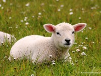 Spring-Lamb-IMG_1547F