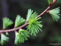 Spring-shoots-IMG_8525F