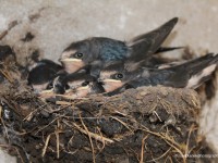 Swallows-in-Nest-IMG_6003F