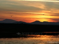 Swans-in-flight,-Rinmore-Pt,-Fanad,-Co.-Donegal-IMG_0059F