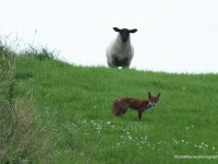 Watching-me,-watching-Ewe.-Sheep-&-the-fox-IMG_7080-crpF